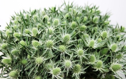 ERYNGIUM QUESTAR SIRIUS